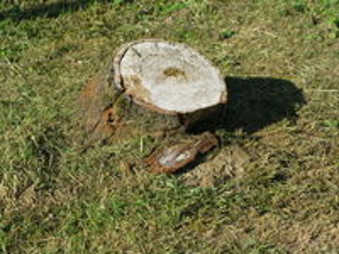   rognage de  souche 