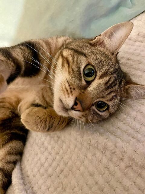 Picobo 190 44000 Nantes