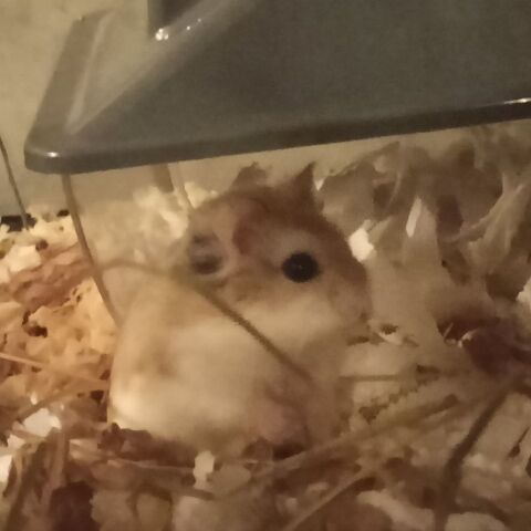 HAMSTERS 20 26400 Grane