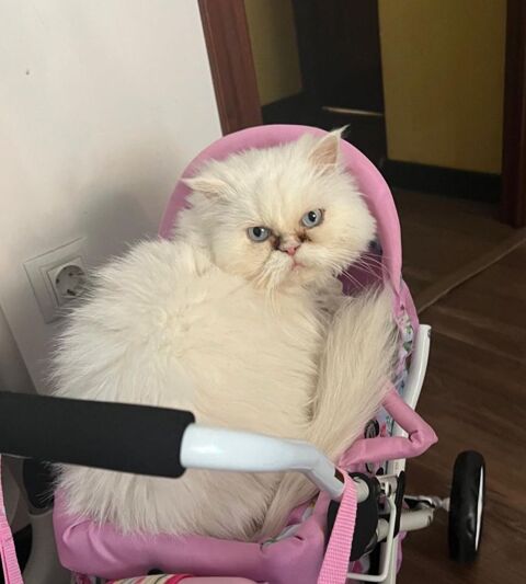 LEIYA 230 27620 Gasny