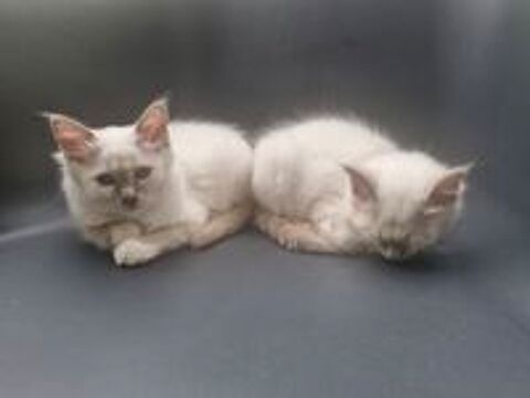  chatons Sacré de Birmanie 