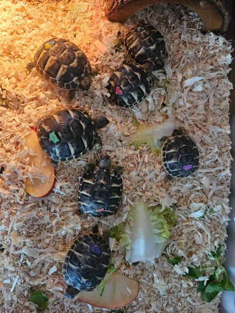 tortue Hermann 0 66140 Canet-en-roussillon