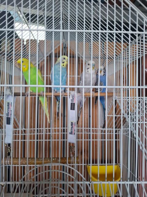 perruches et volière 70 euros 70 31770 Colomiers