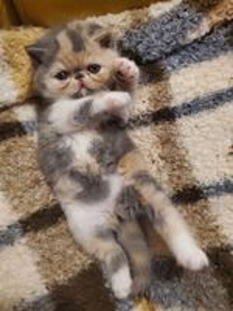   A réserver Chaton exotic shorthair ,loof 