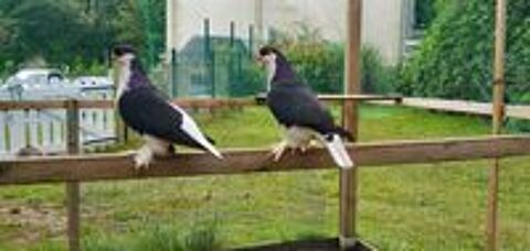   couple de Pigeons Lahore noirs et blanc  