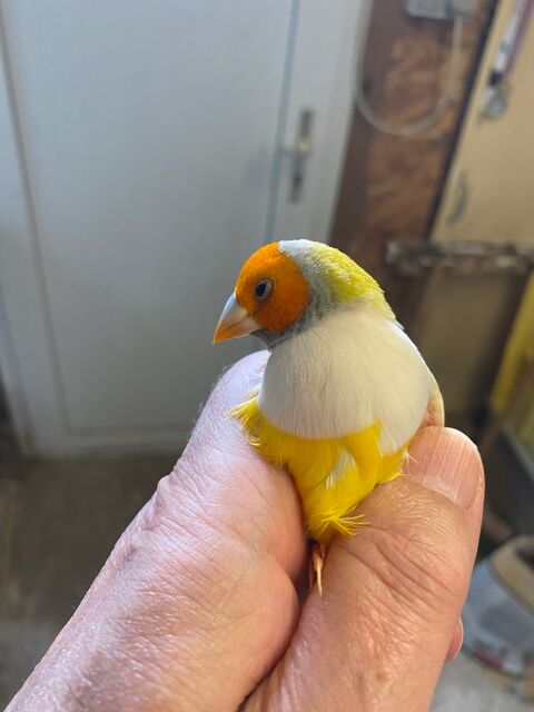 Diamant de gould 35 76800 Saint-tienne-du-rouvray