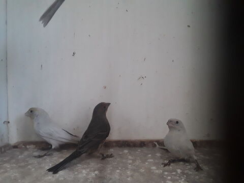 Roselin 35 44130 Blain