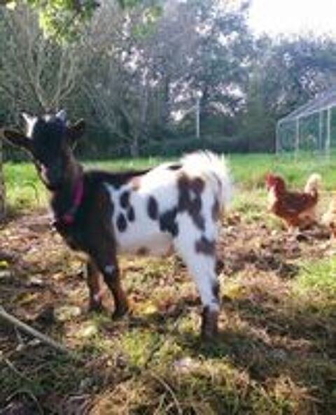   Le trio de choc Augustin Blancheline et Odon  