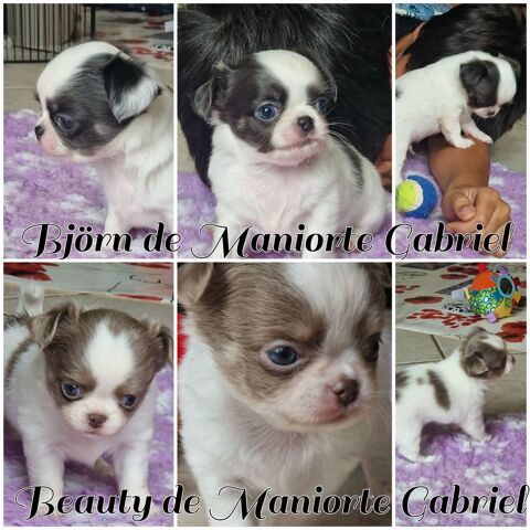 Sublimes chihuahua LOF lavante et bleu 2000 40100 Dax