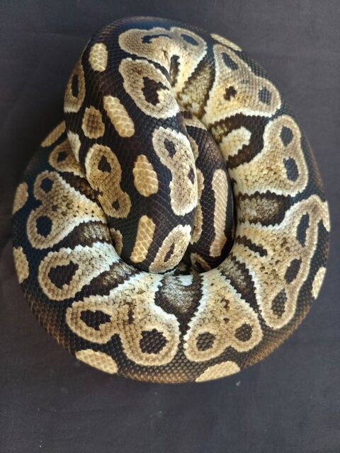 Python royal m&acirc;le mocha 90 59320 Englos