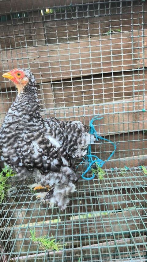 Bantam de P&eacute;kin 30 41350 Vineuil