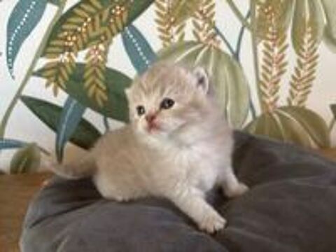   Chatons british shorthair LOOF couleur rare 