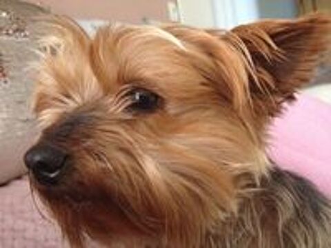   chienne adulte toy petite taille 
