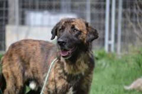   Galindo 4 ans, une merveille de chien (sociable chiens et chats) 
