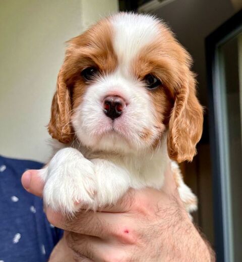 Chiots Cavalier King Charles LOF 1500 67114 Eschau