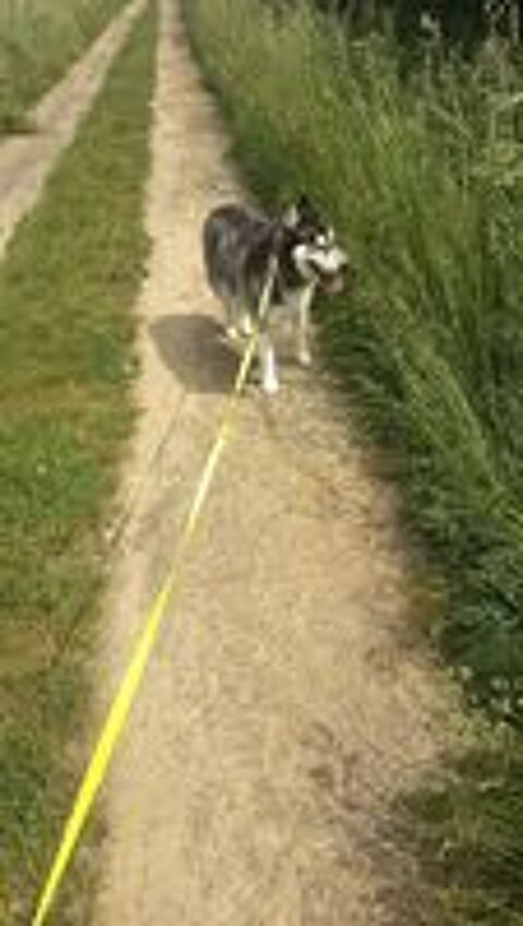   BOJKA husky 4 ans 