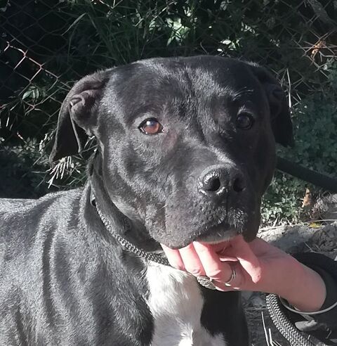 ARISTOTE, crois&eacute; labrador 4 ans 200 31200 Toulouse