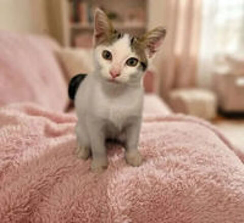   Saxo chaton 3 mois adorable cherche adoptants 