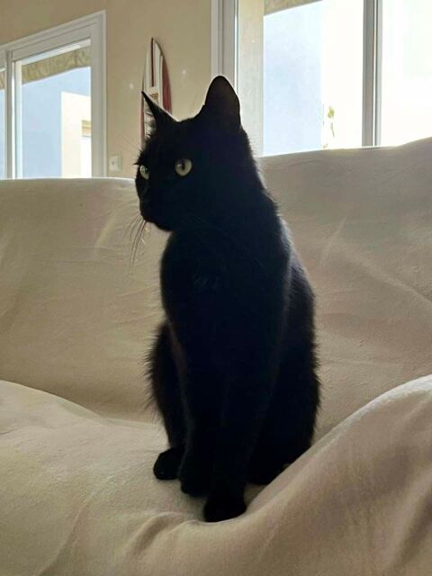 BAMBOU, magnifique chat noir à adopter via l'association UMA 200 18340 Levet