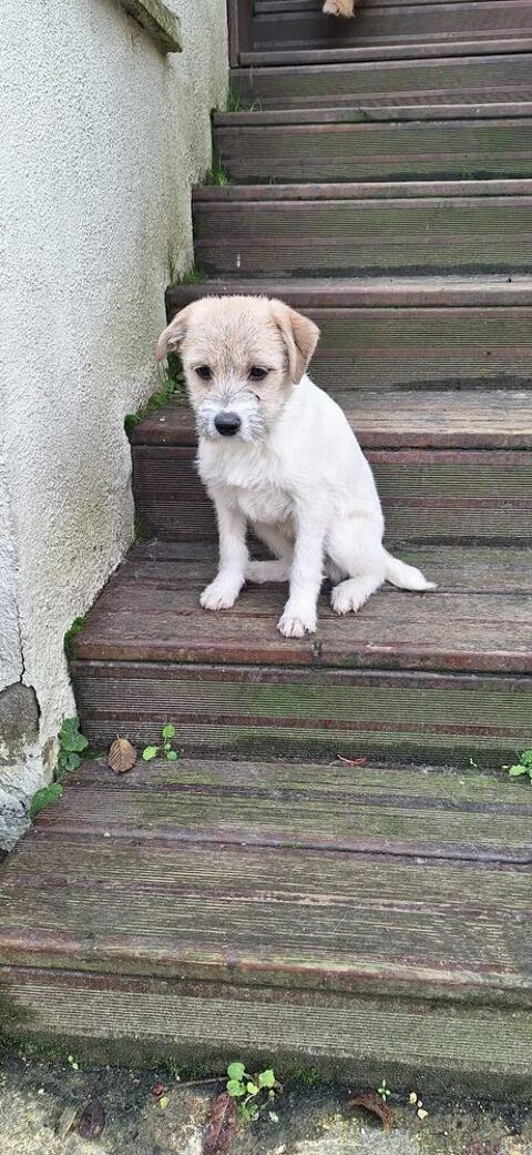 Zazou &agrave; l'adoption 320 77810 Thomery