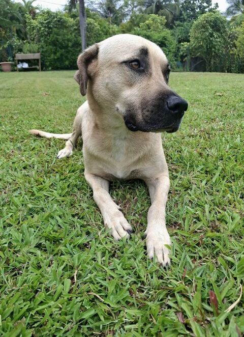 Azzu, femelle croisée Labrador, née le 01/01/2022 &#128054; 380 93000 Bobigny