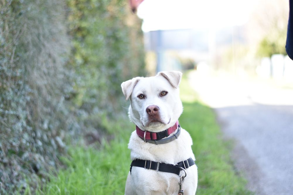   Chien TAIGA � l adoption 