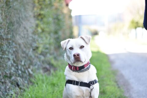 Chien TAIGA &agrave; l adoption 250 26130 Sol�rieux