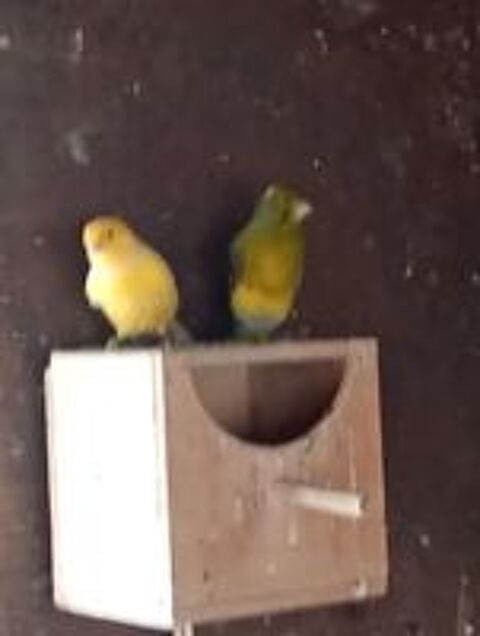   Canari  