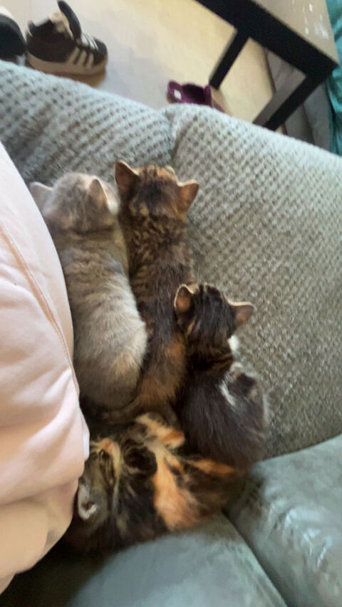Chaton à  vendre 0 17210 Chevanceaux