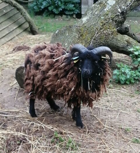 Moutons d'Ouessant 60 79800 Pamproux