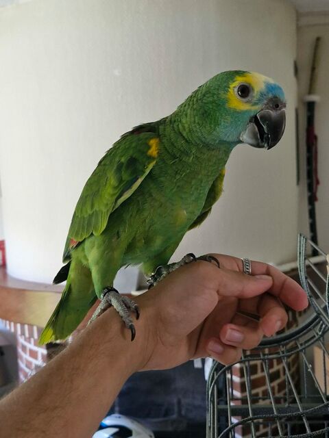 Perroquet Amazone a front bleu 900 40190 Saint-gein