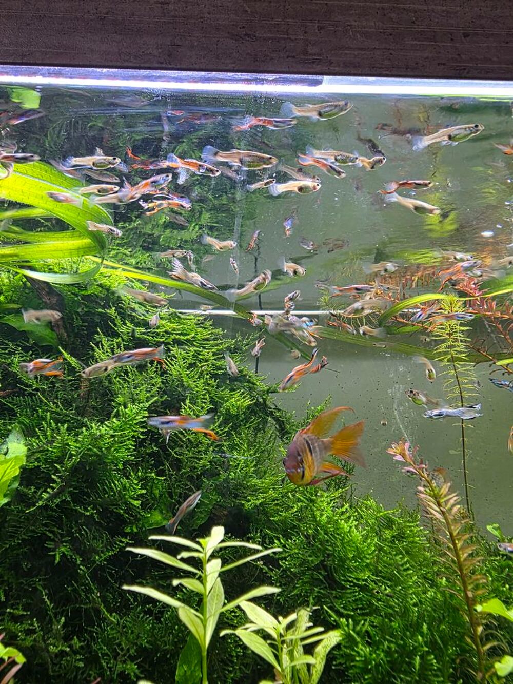   Guppys Endler  