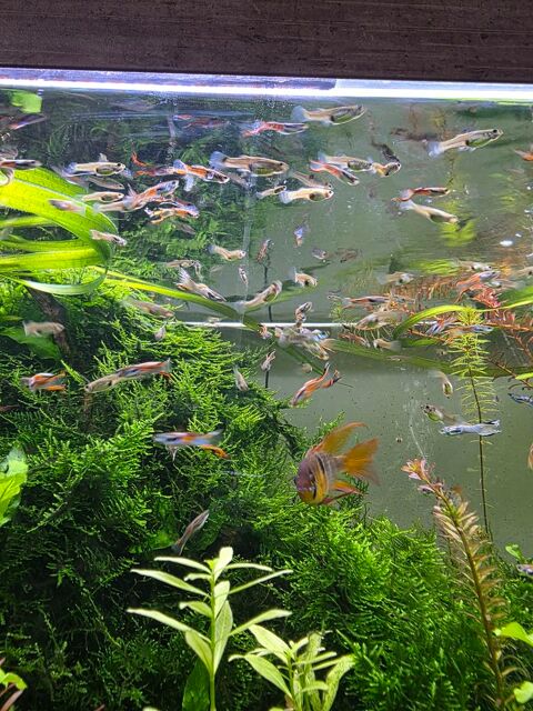 Guppys Endler 1 14120 Mondeville