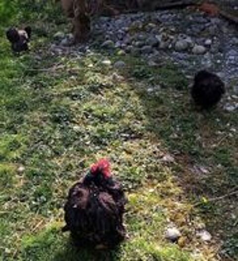  Oeufs fconds de poules d'ornements
