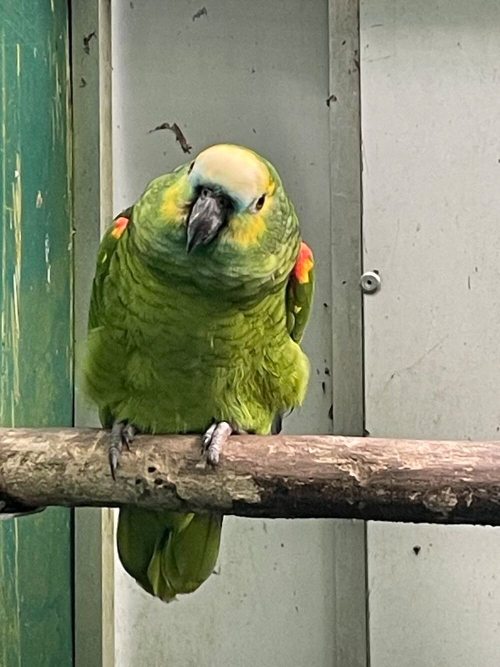   Amazone  front bleu femelle  