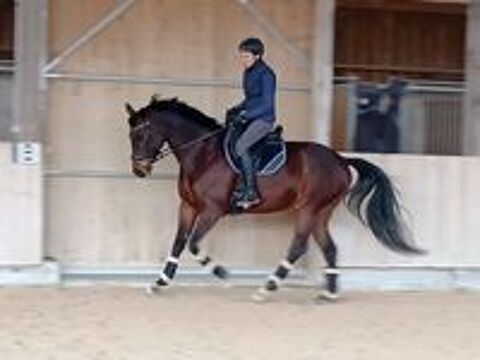   Cheval dressage 9 ans pour St George mini 