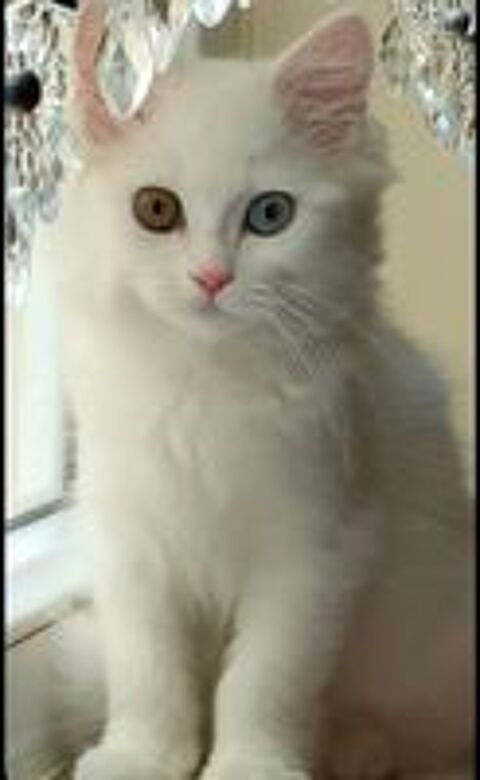   Magnifique, Chaton blanc disponible 
