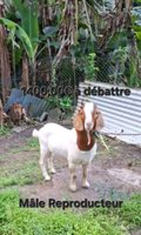   2 Boer Reproducteurs d'un an  