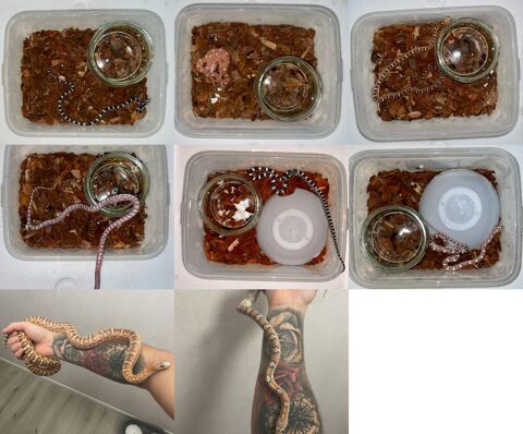 Pantherophis Guttatus / serpent des bl&eacute;s 800 77170 Brie-comte-robert