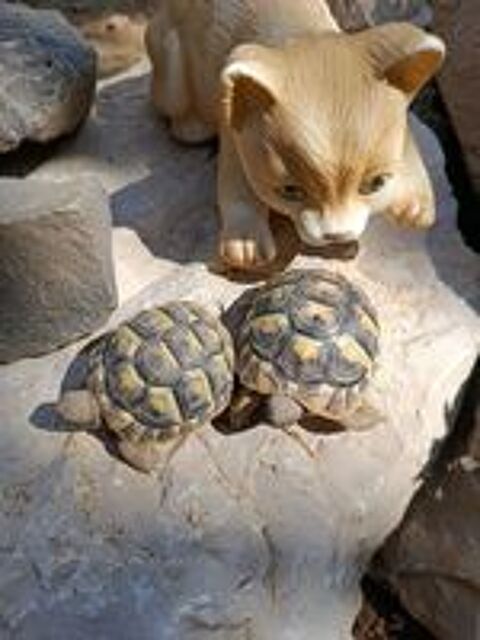   Tortues juvéniles  