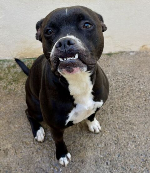 BIDOU, boxer, 3 ans 220 34500 B�ziers
