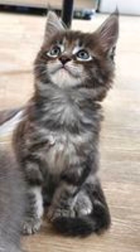   Magnifique Maine coon  