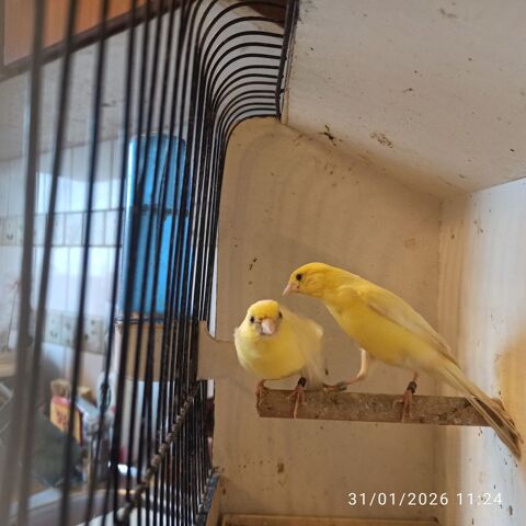 Canaris razzas 60 77400 Saint-thibault-des-vignes