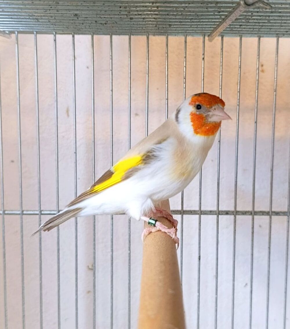   Chardonneret en mutation  