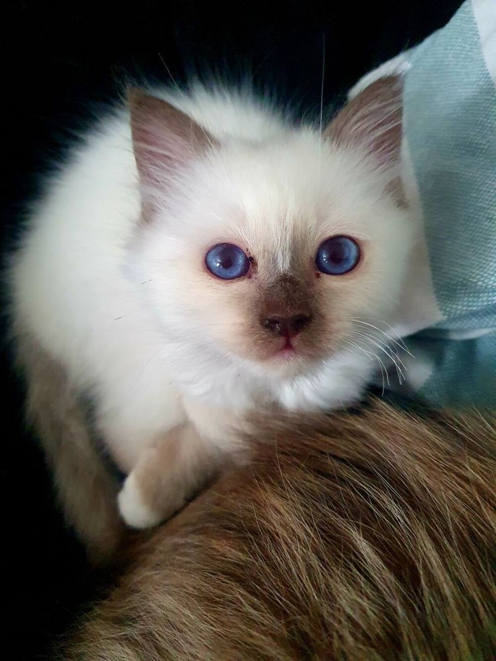   Sacr de Birmanie loof  