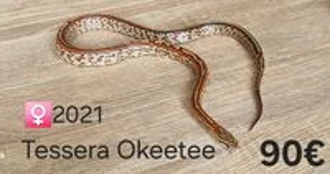   Pantherophis guttatus Tessera Okeetee 