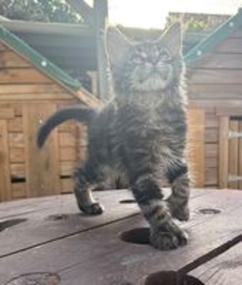   Femelle Maine Coon LOOF polydactyle 