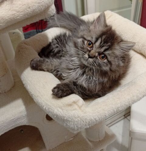 Chatons persans non Lof 750 68130 Altkirch