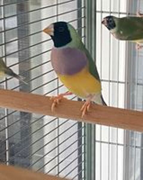  Diamant de Gould  