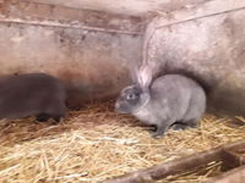   Lapins Rex  G R    et lapins nain 